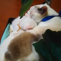 最近の節子さん