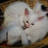 シロの仔猫のうち３匹。１匹はどこかで遊んでる最中だったと思われる。