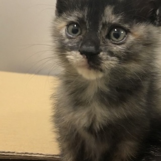 【譲渡決定しました】サビ女の子