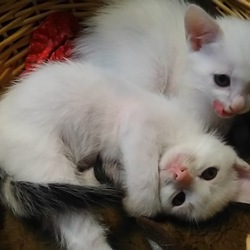 シロの仔猫たち