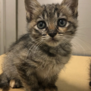 【再掲載】茶系キジ やや長毛＊人が大好きな女の子