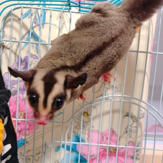 フクロモモンガ/女の子/3ヶ月