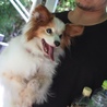 よんひめ