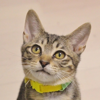 うざいくらいの甘えん坊！（笑）膝乗り男子