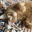 人好き猫好き元気な男の子です。