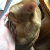 すったかたったーさん