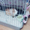 ウサギちゃん