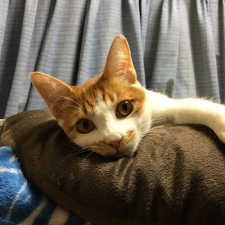 甘えん坊の茶白くん　オス　4ヶ月