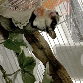 フクロモモンガ  1歳♂