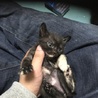 9月20日生まれの子猫 サムネイル6