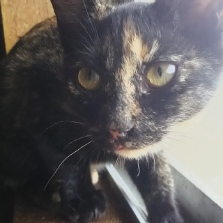 人馴れOK!賢い女の子