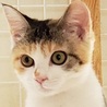 とーち保護猫の会(保護活動者)