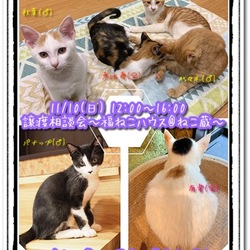 譲渡相談会〜福ねこハウス@ねこ蔵〜