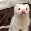 フェレットの里親募集です