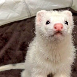 フェレットの里親募集です