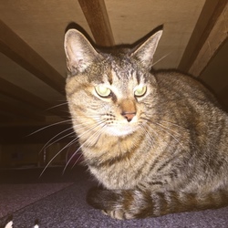 「明け方の微笑み」サムネイル2