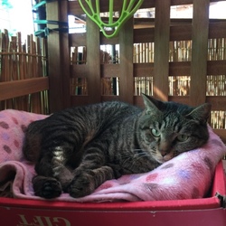 「明け方の微笑み」サムネイル3