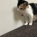 避妊済み、1歳クリクリおめめの三毛猫