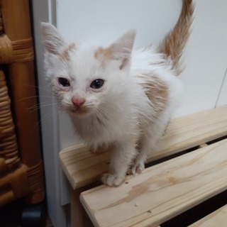 人懐っこい子猫ちゃん　ありがとうございます