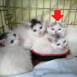 保護猫の里親会 in 八重洲（東京）