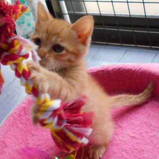 募集一時停止。茶目で頑張り屋のふなちゃん