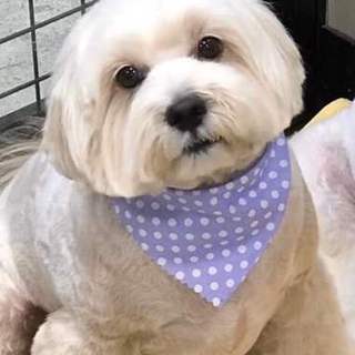 まるぷー♂ 明るく元気で甘えん坊！５歳