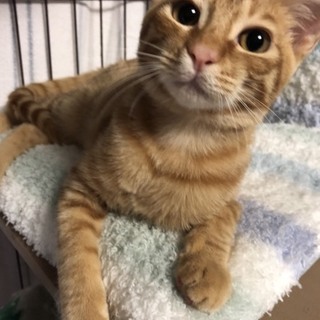 猫さんと仲良くできます！とっても可愛いほたるくん