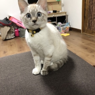 生涯大切に可愛がってくれる方。