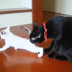 最近の五十六さん（通称いそちゃん）