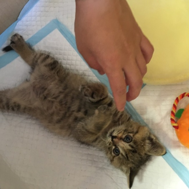 芝猫のカバー写真