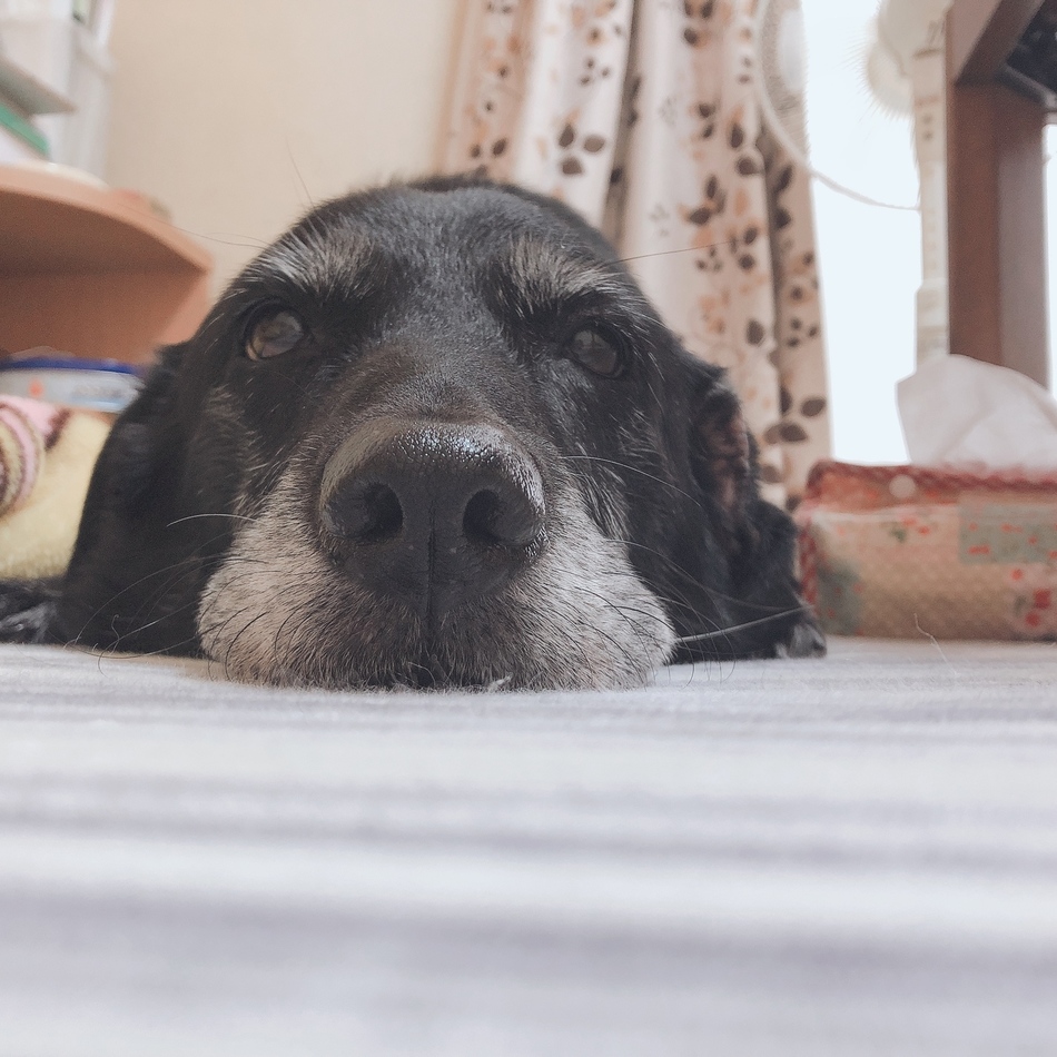 ショコラのカバー写真