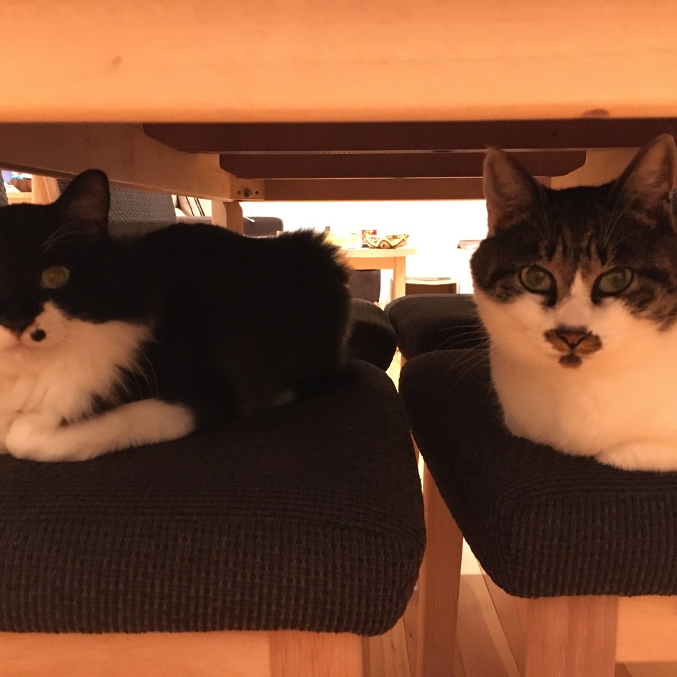 セイヤのカバー写真