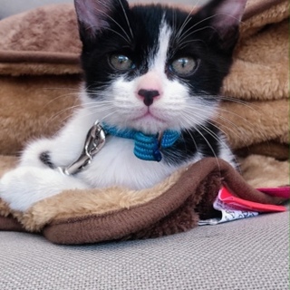 かわいくておてんばな仔猫です^_^