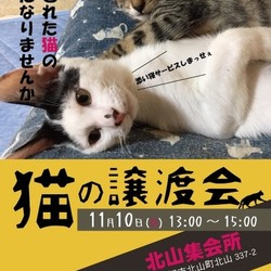 11/10(日)　猫の譲渡会　in尾張旭市北山集会所