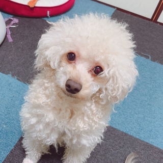 新しい飼い主が決まりました。