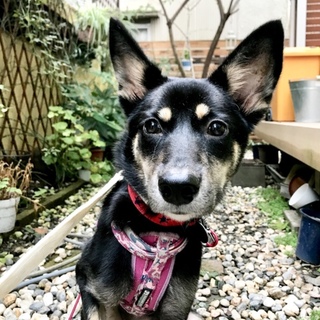 MIXの子犬「いよ」可愛い女の子