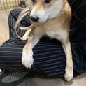 柴犬2.3歳の男の子の家族募集