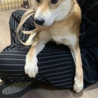 柴犬2.3歳の男の子の家族募集