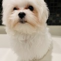 マルチーズの子犬です