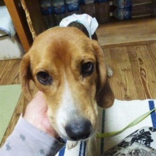 気立て良く、はなまる性格のビーグル「グルちゃん」