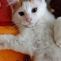 市川市より　半長毛のとっても可愛いりくくん