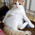 市川市より　半長毛のとっても可愛いかいくん