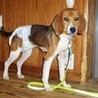 気立て良く、はなまる性格のビーグル「グルちゃん」 サムネイル2
