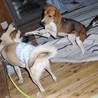 気立て良く、はなまる性格のビーグル「グルちゃん」 サムネイル4