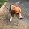 気立て良く、はなまる性格のビーグル「グルちゃん」 サムネイル5