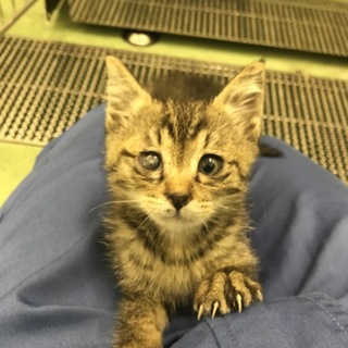 譲渡対象動物のご紹介