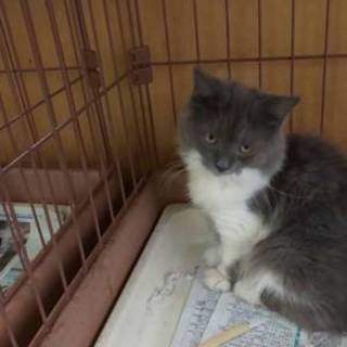 長足のマンチカンです。