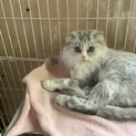 耳折れスコティッシュちゃんです。