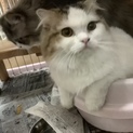 耳折れスコティッシュちゃんです。