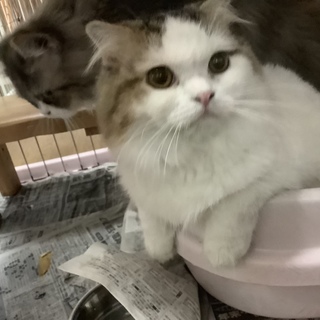 耳折れスコティッシュちゃんです。